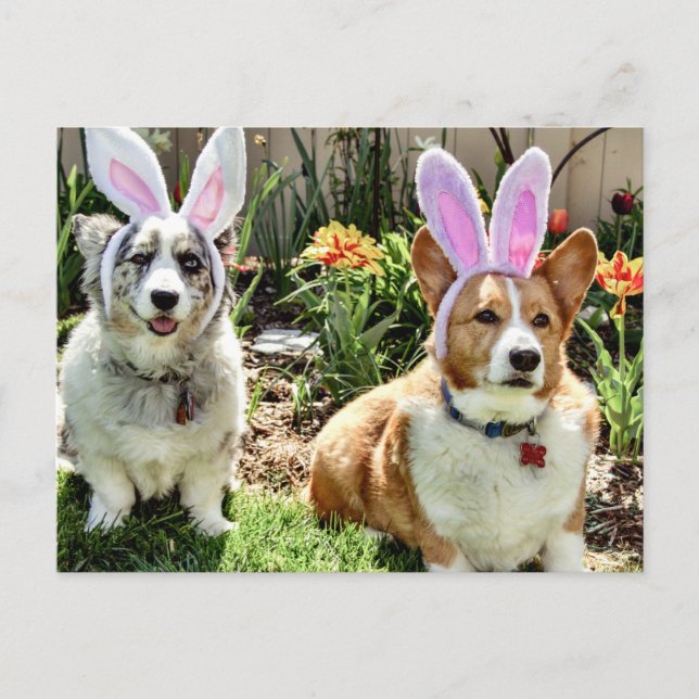 Easter Corgis Holiday Postcard (Front)