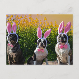 Easter Dogs wearing Bunny Ears Funny Cute Adorable Postcard