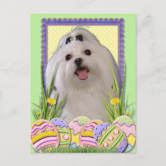 Easter Egg Cookies - Maltese Holiday Postcard (Front)