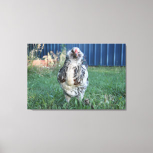 Easter Egger Rooster Canvas Print