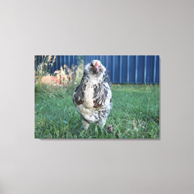 Easter Egger Rooster Canvas Print (Front)
