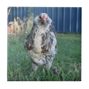 Easter Egger Rooster Tile