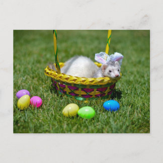 Easter Ferret Postcard
