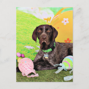 Easter - German Shorthair Pointer - Kaiser Holiday Postcard