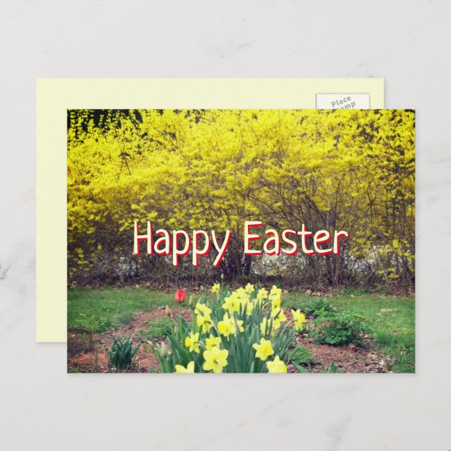 Easter Greeting Scripture Forsythia and Daffodils  Postcard (Front/Back)