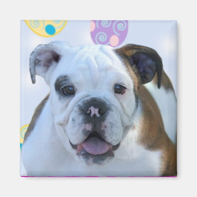 Easter greetings bulldog magnet (Front)