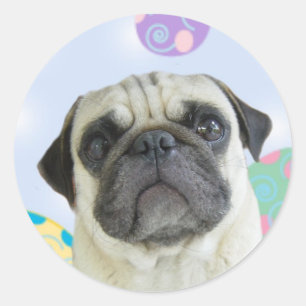 Easter Greetings pug Classic Round Sticker