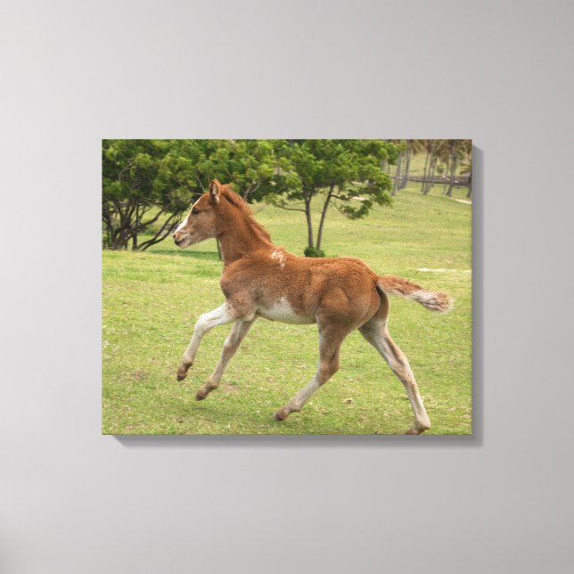 Easter Island aka Rapa Nui Canvas Print (Front)