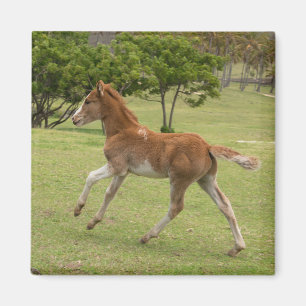 Easter Island aka Rapa Nui Magnet