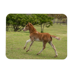 Easter Island aka Rapa Nui Magnet