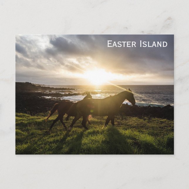 Easter Island Horses Travel Photo Postcard (Front)