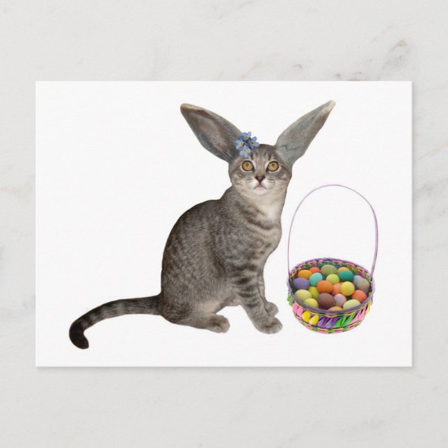 Easter Kitten Postcards (Front)