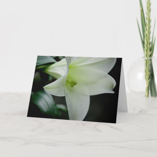 Easter Lily • Greeting Card (Front)