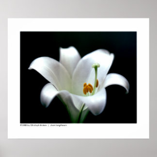 Easter lily | Lilium longiflorum Poster