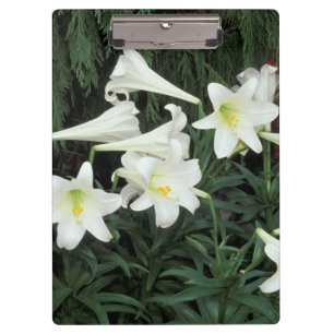 Easter Lily (Lilium regale) Clipboard