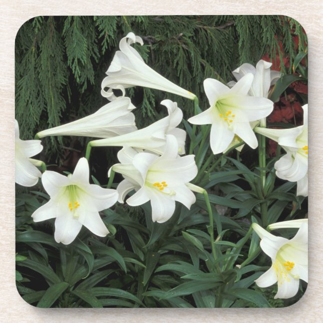 Easter Lily (Lilium regale) Coaster (Front)
