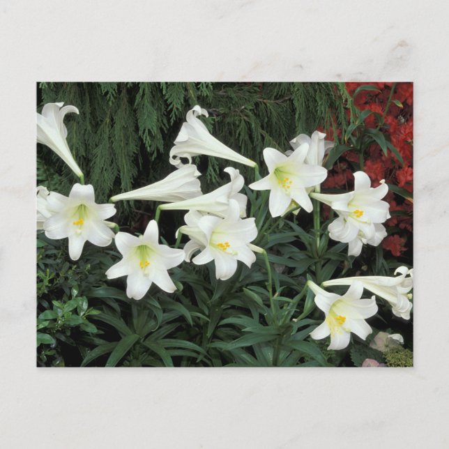 Easter Lily (Lilium regale) Holiday Postcard (Front)