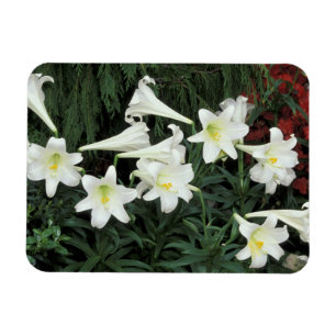 Easter Lily (Lilium regale) Magnet