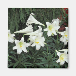 Easter Lily (Lilium regale) Magnet