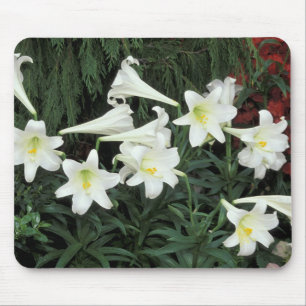 Easter Lily (Lilium regale) Mouse Mat