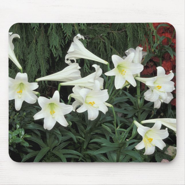 Easter Lily (Lilium regale) Mouse Mat (Front)