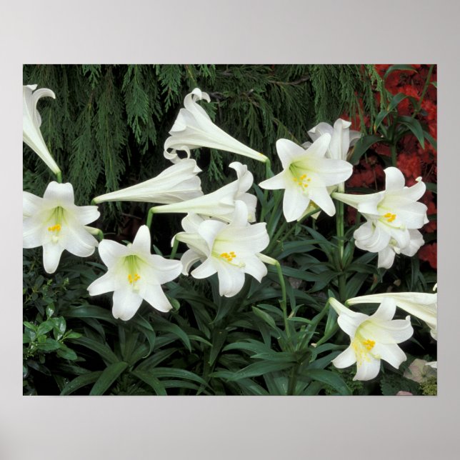 Easter Lily (Lilium regale) Poster (Front)