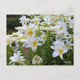 Easter lily [Postcard] ポストカード Postcard