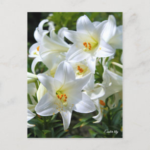 Easter lily [Postcard] ポストカード Postcard