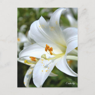 Easter lily [Postcard] ポストカード Postcard