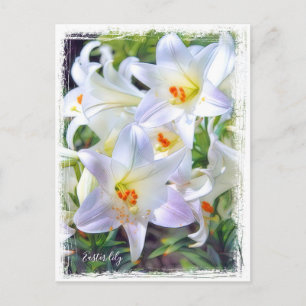 Easter lily [Postcard] ポストカード Postcard