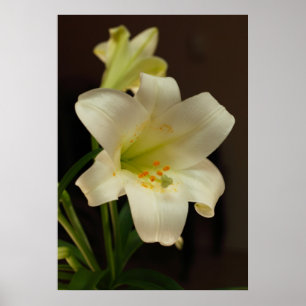 Easter Lily Poster