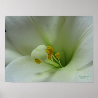 Easter Lily Poster