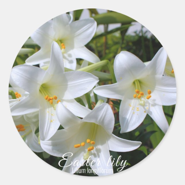 Easter lily [Round Seal] ラウンドシール Classic Round Sticker (Front)
