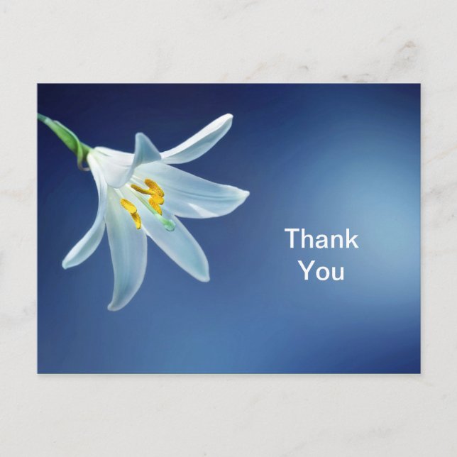 Easter Lily Thank You Postcard (Front)