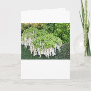  Easter message card with Beautiful White Wisteria