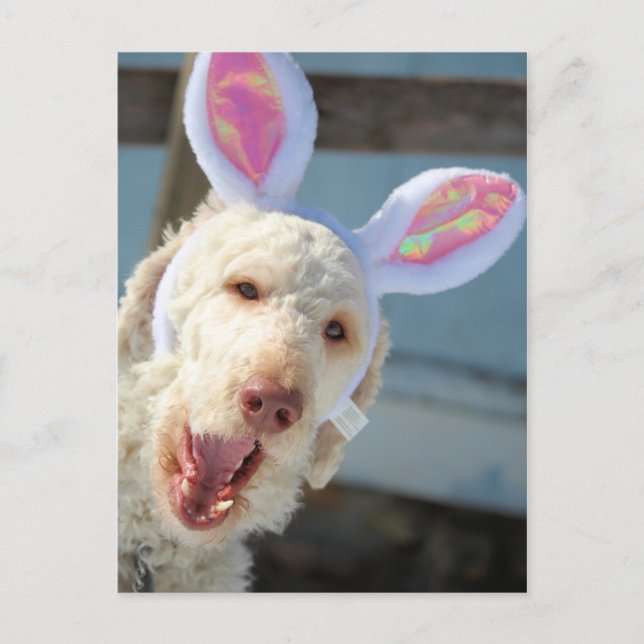 Easter Ollie Holiday Postcard (Front)