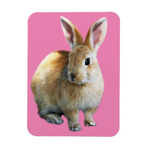 Easter Rabbit Magnet
