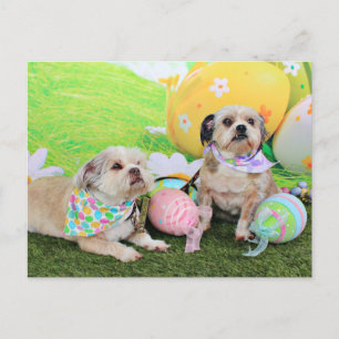 Easter - Shih Tzu - Clementine and Winston Holiday Postcard