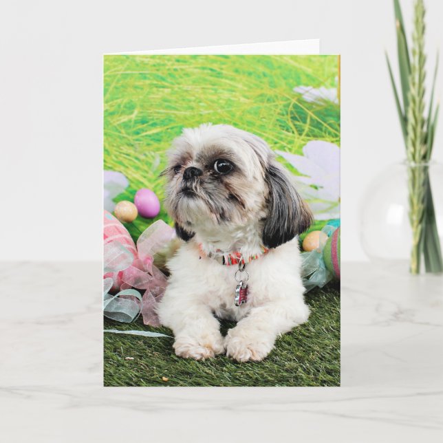 Easter - Shih Tzu - Sophie Holiday Card (Front)