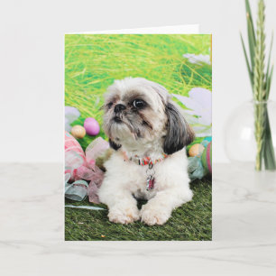 Easter - Shih Tzu - Sophie Holiday Card