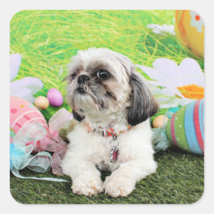 Easter - Shih Tzu - Sophie Square Sticker