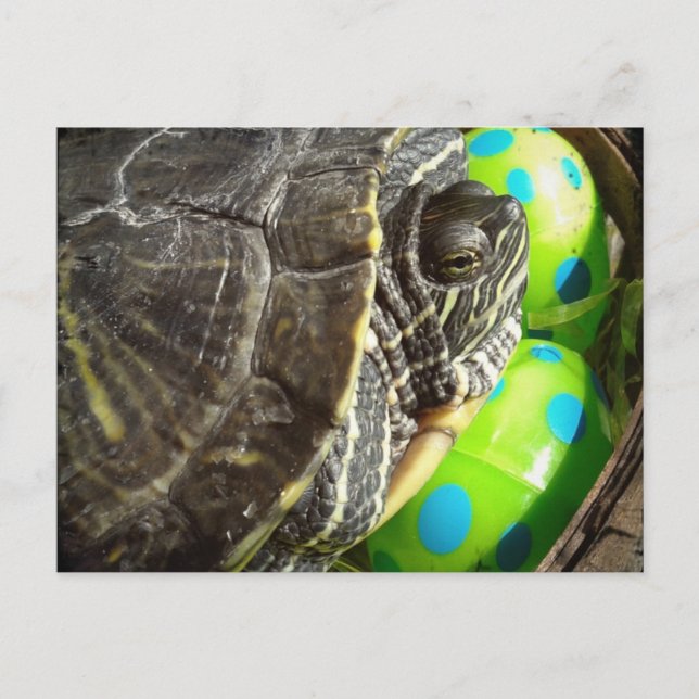 Easter Turtle Holiday Postcard (Front)