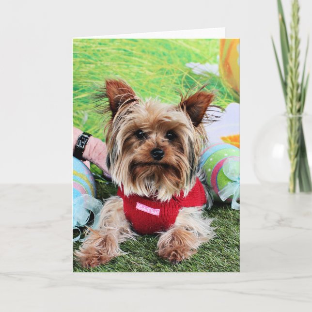 Easter - Yorkshire Terrier - Sassy Holiday Card (Front)