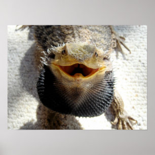 Eastern Bearded Dragon - Pogona barbata Poster