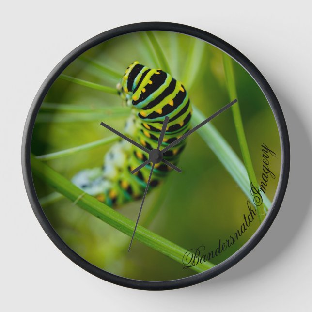 Eastern Black Swallowtail Caterpillar Clock (Front)