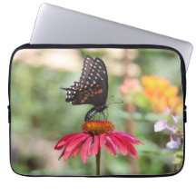 Eastern Black Swallowtail on Cone Flower