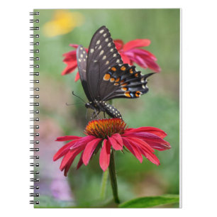 Eastern Black Swallowtail on Cone Flower Notebook