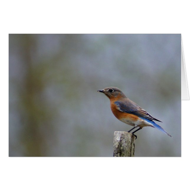 Eastern Bluebird (Front Horizontal)