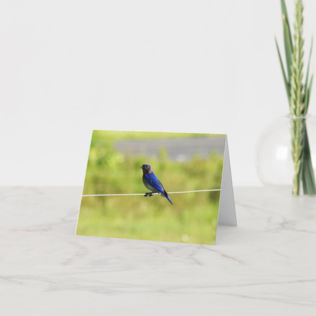 Eastern Bluebird #1 - Blank Note Card (Front)
