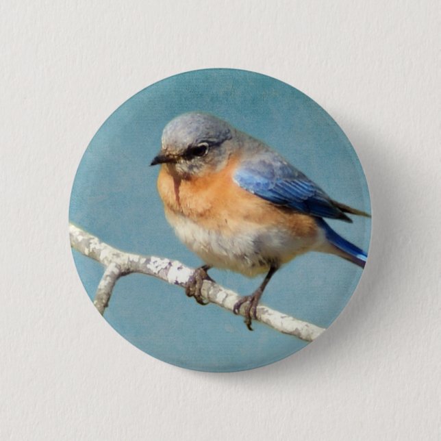 Eastern Bluebird 6 Cm Round Badge (Front)